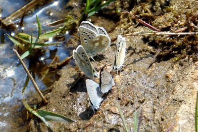 Gavarnie and Small Blues.JPG