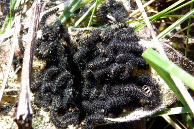 Marsh Fritillary larvae 060320.JPG