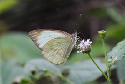 Great Southern White.JPG