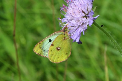 Clouded Yellow f.helice.JPG