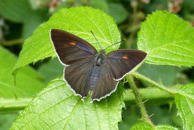 Purple Hairstreak ab flavimaculatus.JPG