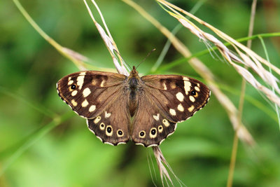 uSpeckled Wood 200818.jpg