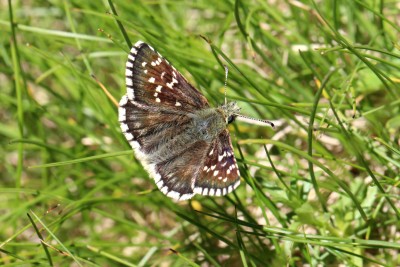 Olive Skipper.JPG