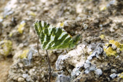 Green-striped White (3).JPG