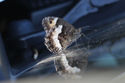 Rock Grayling on car 3.JPG