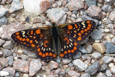 Scarce Fritillary 11.JPG