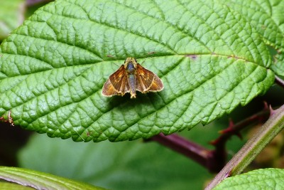 Canarian Skipper.JPG