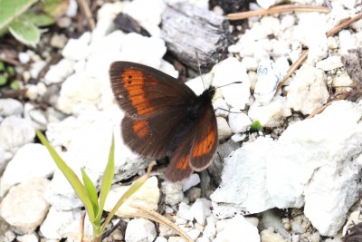 Mnestra's Ringlet 7.JPG