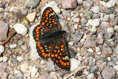 Scarce Fritillary 4.JPG