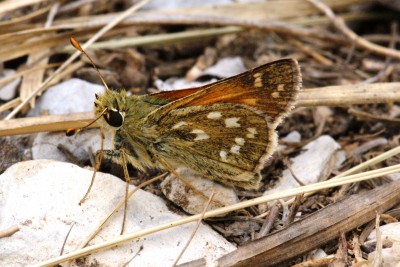 silver-spotted skipper underside.jpg