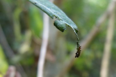 White Admiral 1st instar.JPG