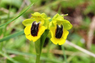 Yellow Bee Orchid 2.JPG