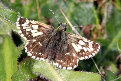 Grizzled Skipper ab.taras2.JPG