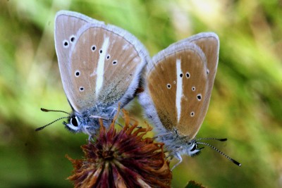 damon blue mating pair.jpg