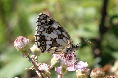 Marbled White.JPG