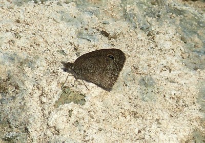 African Ringlet2.JPG