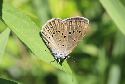 Scarce Large Blue 5.JPG