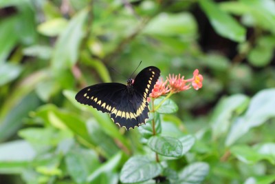 Polydamas Swallowtail.JPG