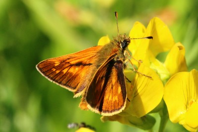 Large Skipper male 2.JPG