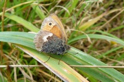 Small Heath 080920-3.JPG