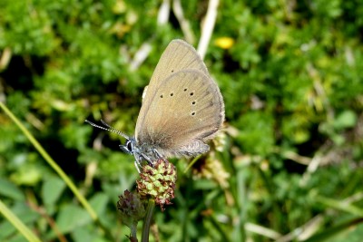 Dusky Large Blue 5.JPG