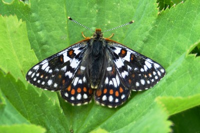 Cynthia's Fritillary male (2).JPG