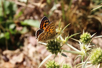 Iberian Sooty Copper.JPG