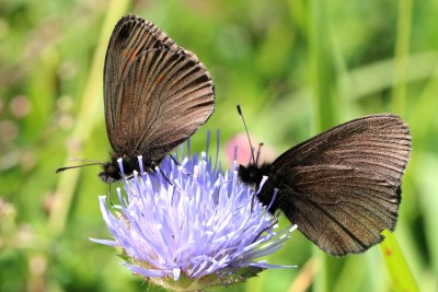 Yellow-spotted Ringlets.JPG