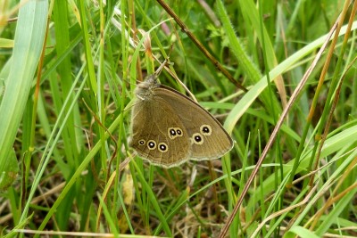 Ringlet ab.marpurgensis.JPG