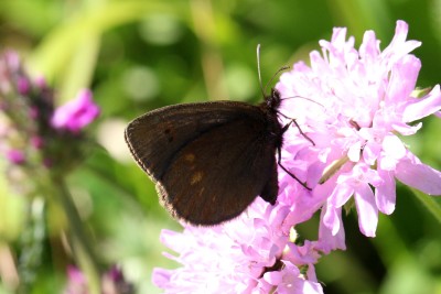 Yellow-spotted Ringlet female unds 3.JPG