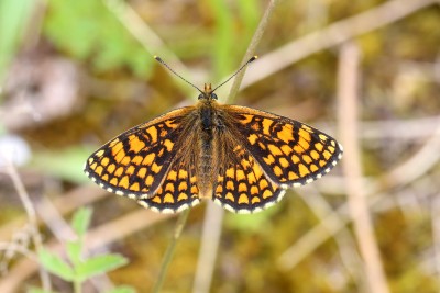 Heath Fritillary 2.JPG