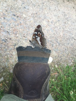 On my boot