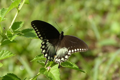 Eastern Tiger Swallowtail - Female