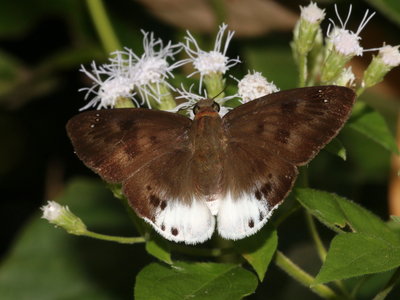 Straight Snow Flat (Tagiades parra)