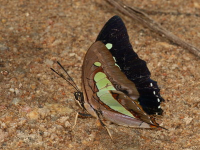 Common Nawab (Polyura athamas)