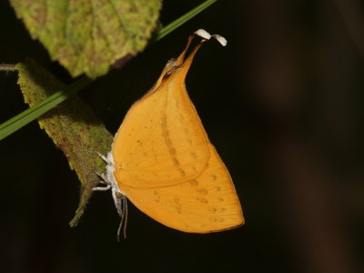 Yamfly (Loxura atymnus)