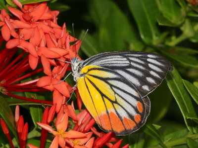 Painted Jezebel (Delias hyparete)