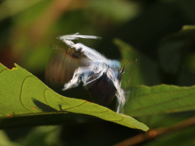 fluffy_tit_pair.JPG