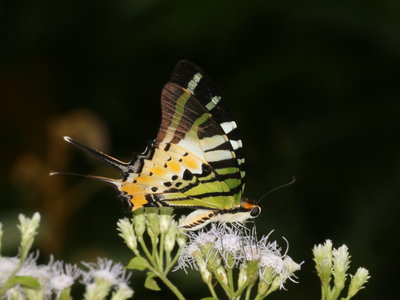 Fivebar Swallowtail (Pathysa antiphates)