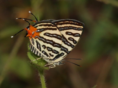 Club Silverline (Cigaritis syama)