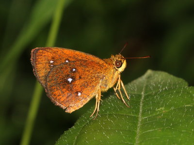 Chestnut Bob (Iambrix salsala)