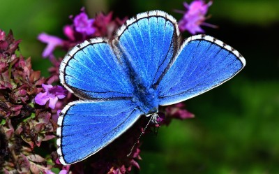 Adonis Blue