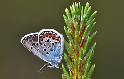 Silver Studded Blue, New Forest