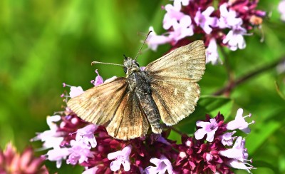 Dingy Skipper ab?