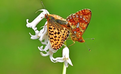 Pearl Bordered Fritillaries on White Bluebell, Bentley Wood