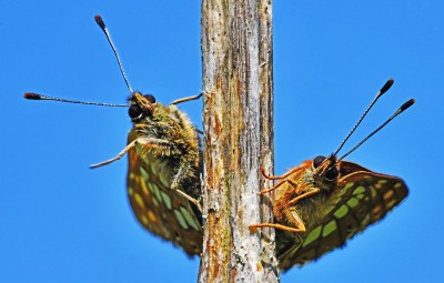 Duke of Burgundy's