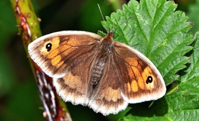 Meadow Brown.jpeg