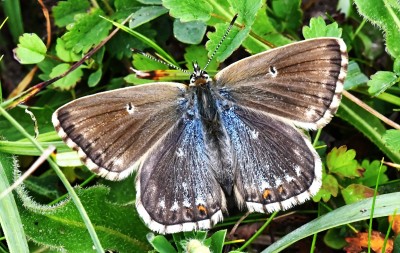 Chalk Hill Blue