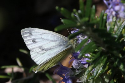 Green-veined white (2).jpg