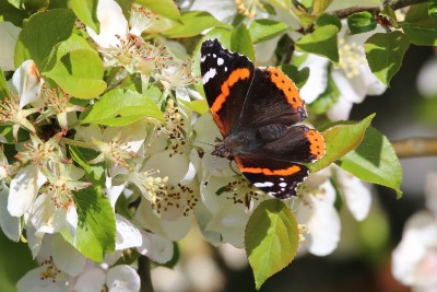 Red admiral on apple blossom (2).jpg
